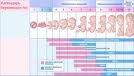 календарь беременноси